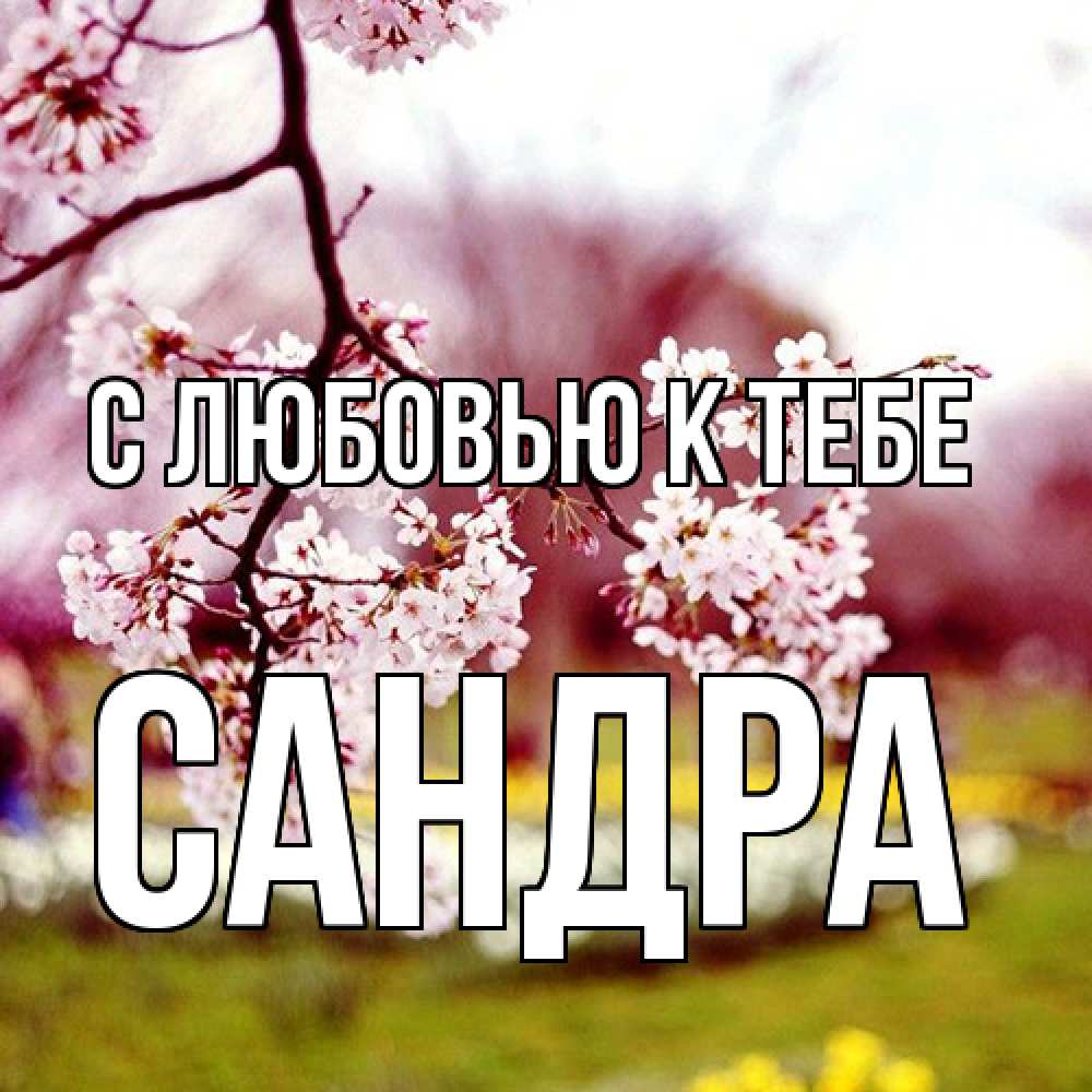 Открытка  с именем. Сандра, С любовью к тебе  
