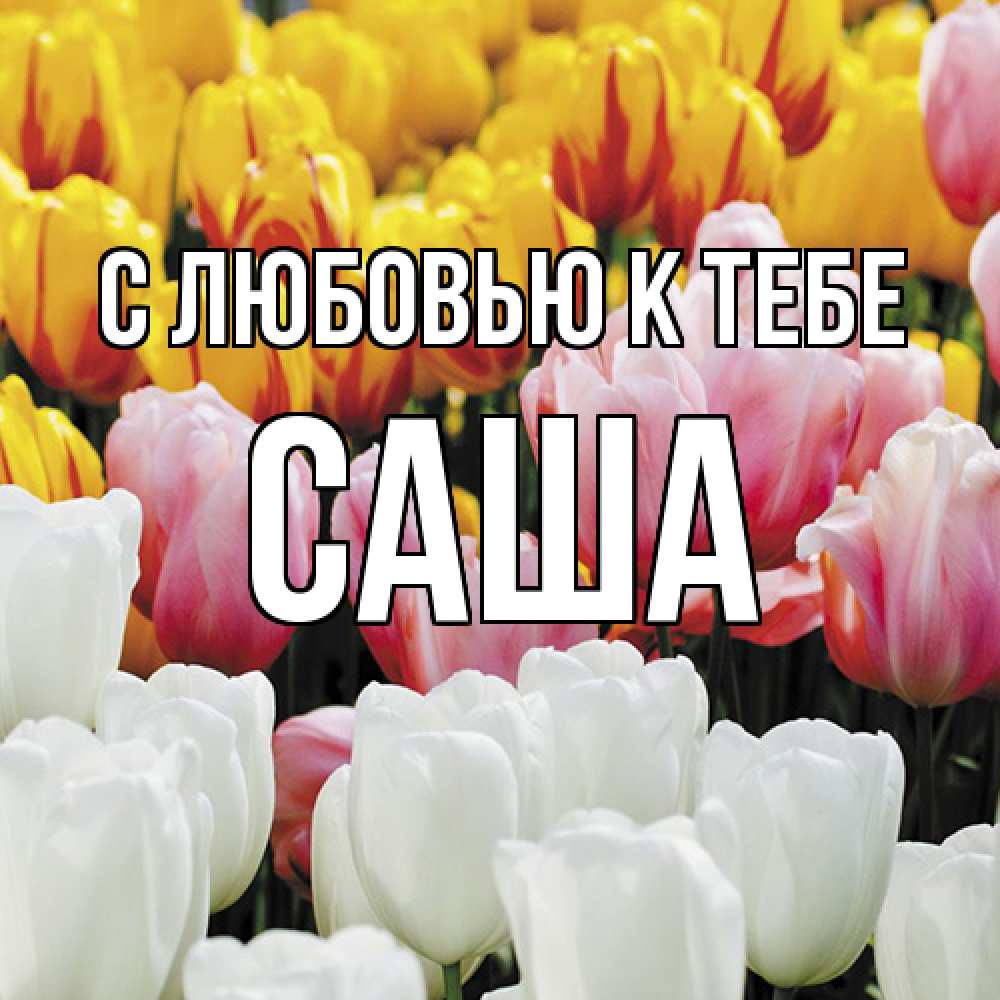 Открытка  с именем. Саша, С любовью к тебе  