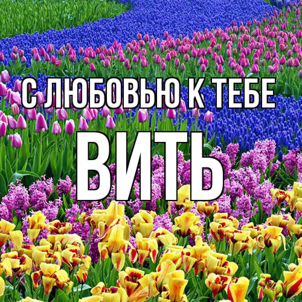 Открытка  с именем. Вить, С любовью к тебе  