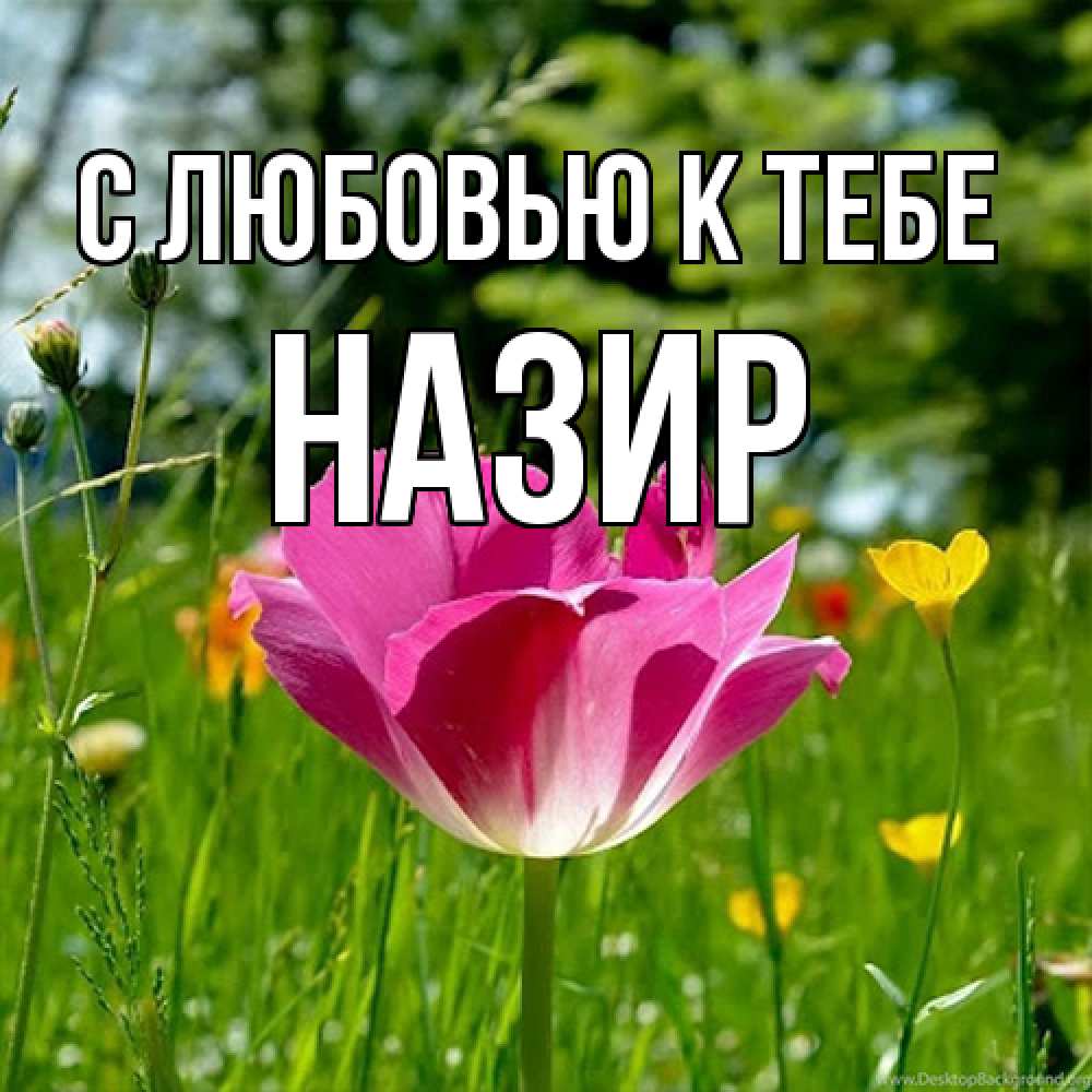 Открытка  с именем. Назир, С любовью к тебе  