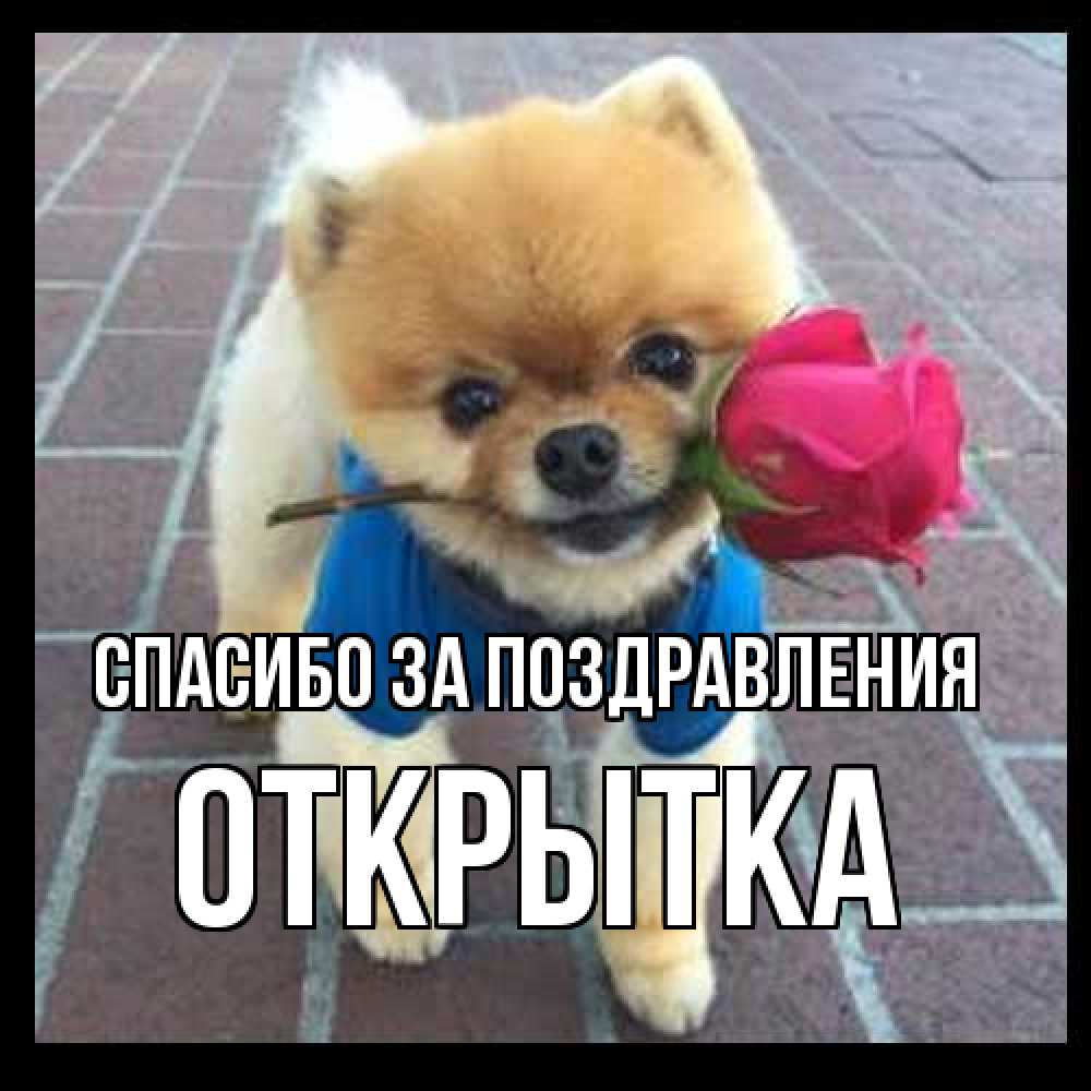 Открытка  с именем. открытка, Спасибо за поздравления  