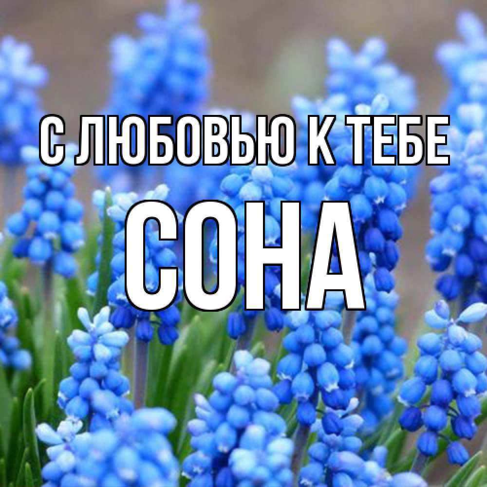 Открытка  с именем. СОНА, С любовью к тебе  