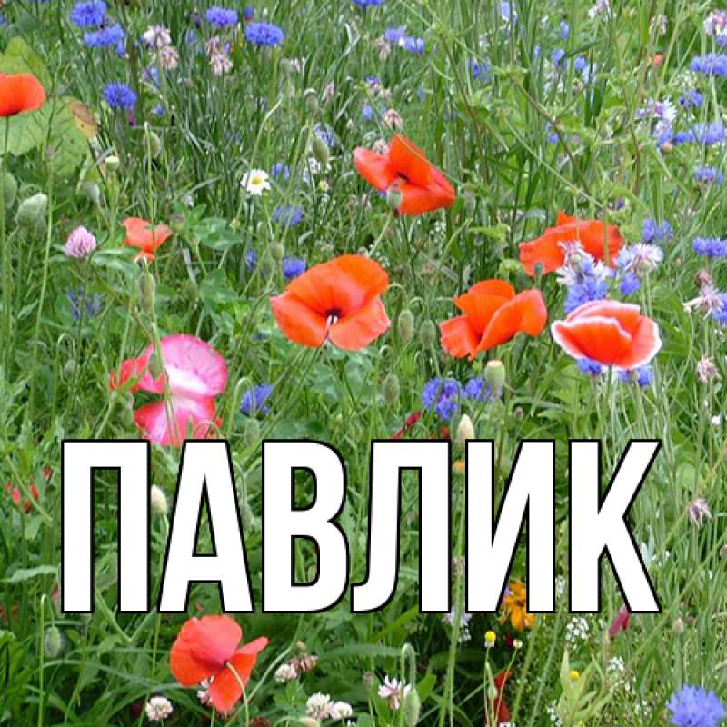 Картинка  с именем , Павлик