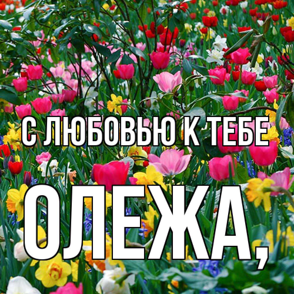 Открытка  с именем. Олежа, С любовью к тебе  