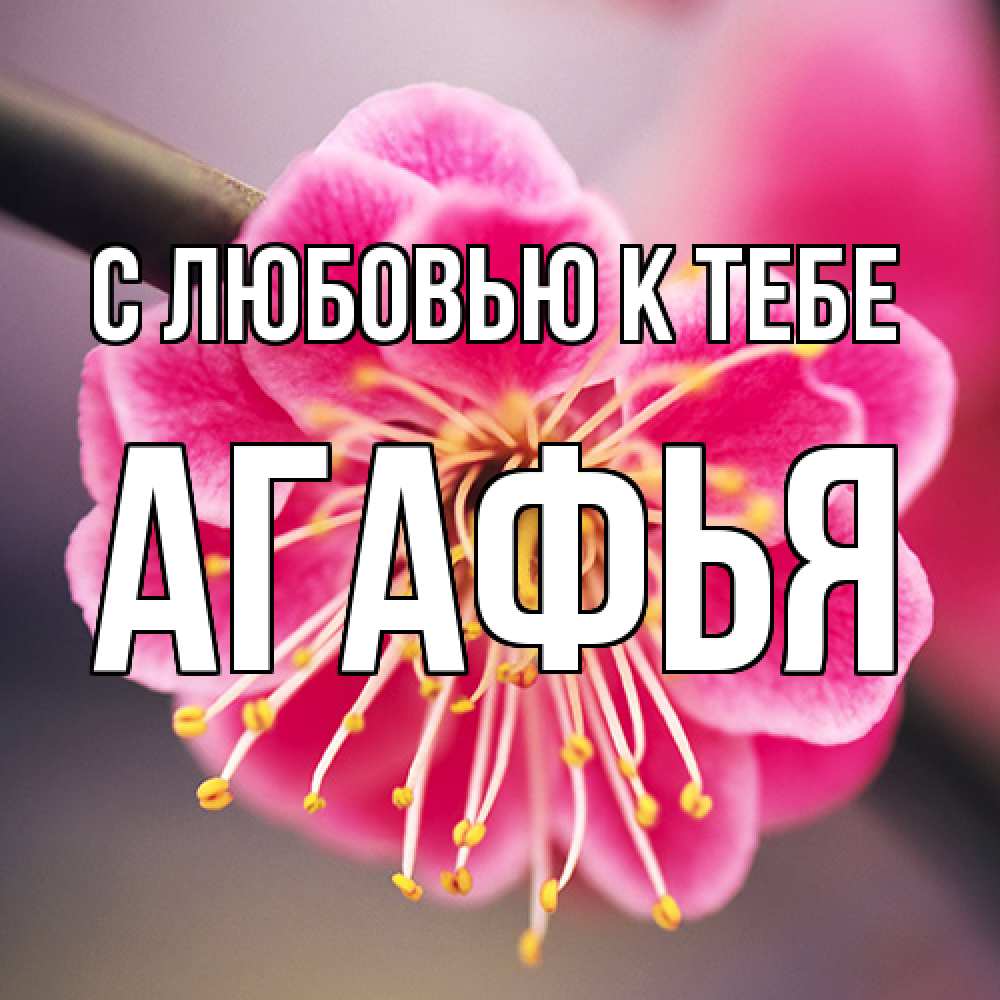 Открытка  с именем. Агафья, С любовью к тебе  