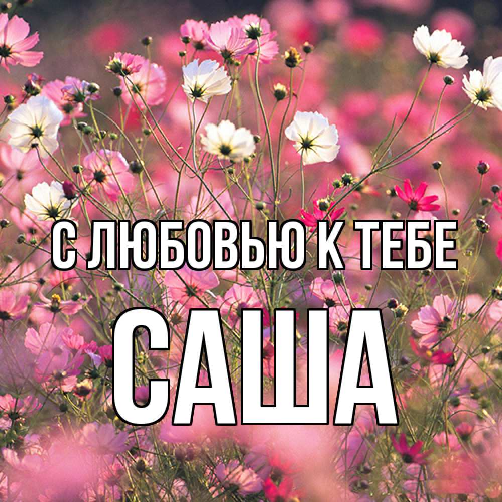 Открытка  с именем. Саша, С любовью к тебе  