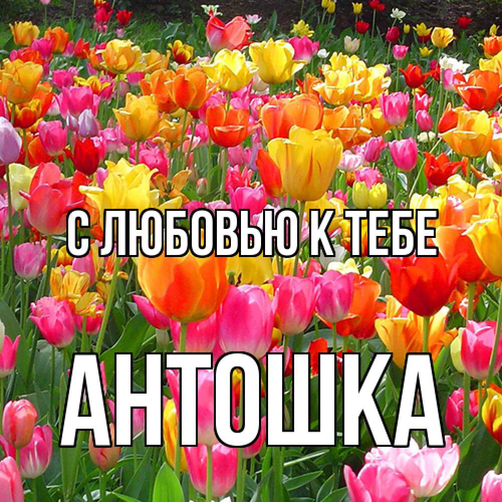 Открытка  с именем. Антошка, С любовью к тебе  