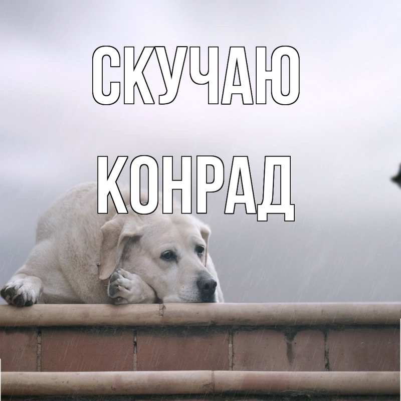 Картинка Скучаю, Конрад