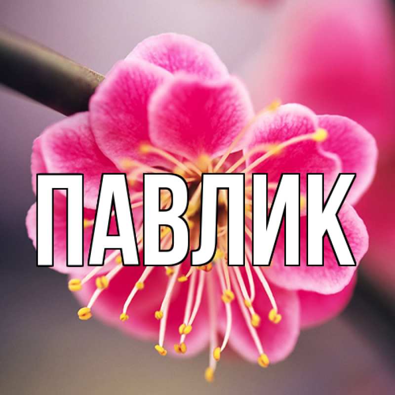 Картинка  с именем , Павлик