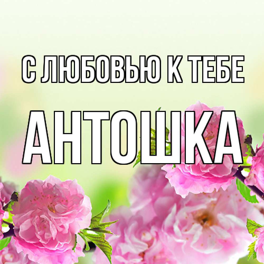 Открытка  с именем. Антошка, С любовью к тебе  