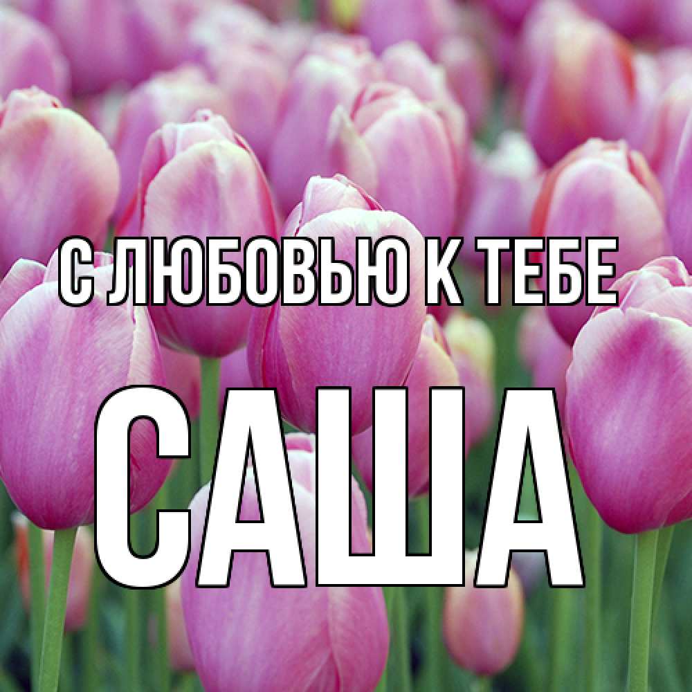 Открытка  с именем. Саша, С любовью к тебе  