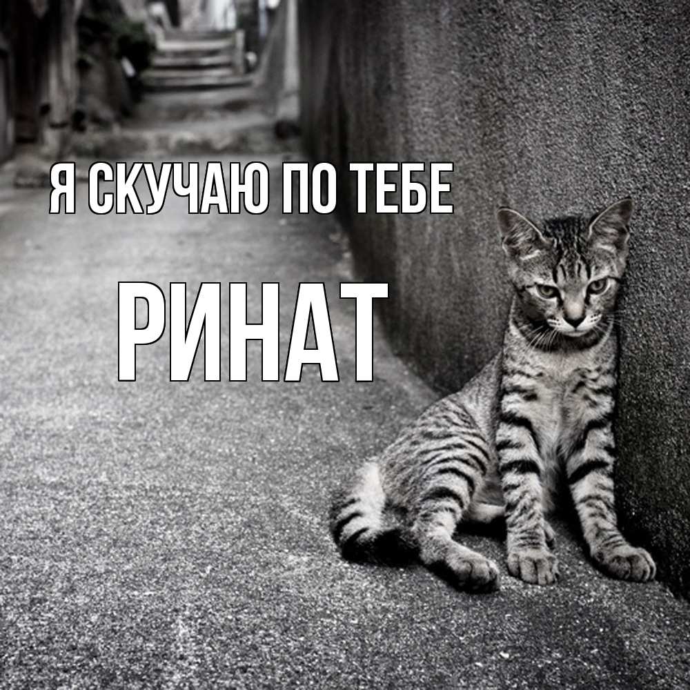 Открытка  с именем. Ринат, Я скучаю по тебе  