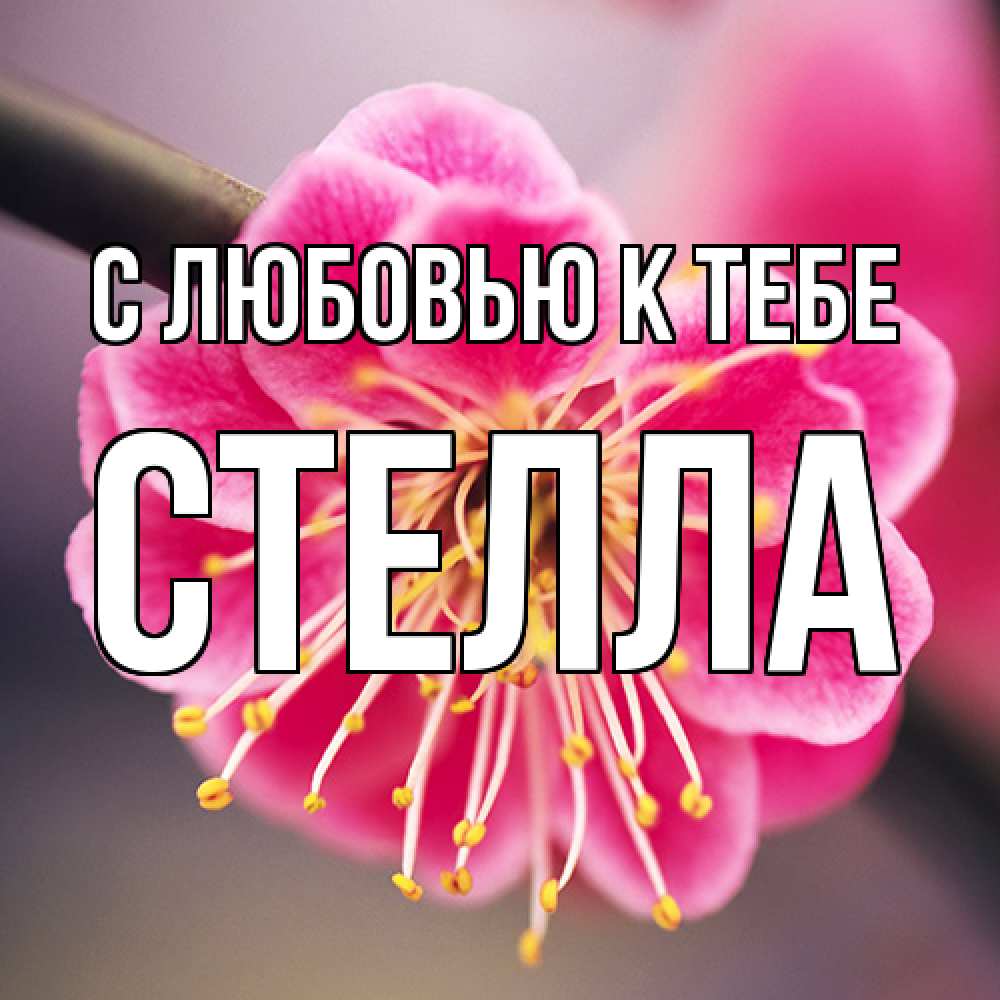 Открытка  с именем. Стелла, С любовью к тебе  