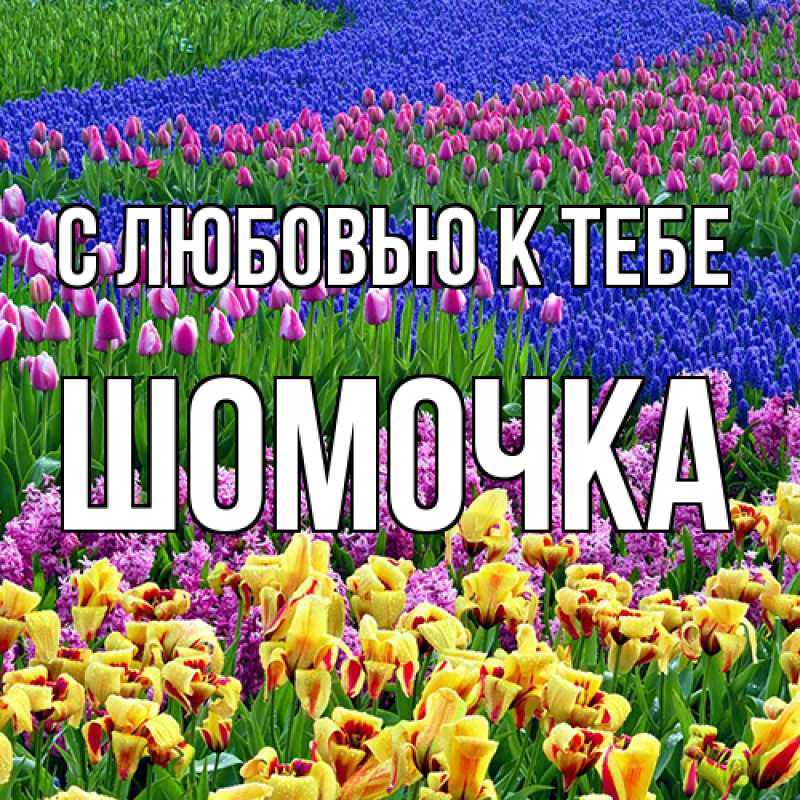 Картинка С любовью к тебе, Шомочка