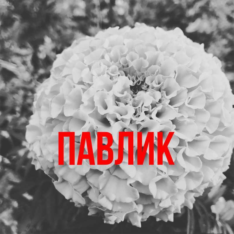 Картинка  с именем , Павлик