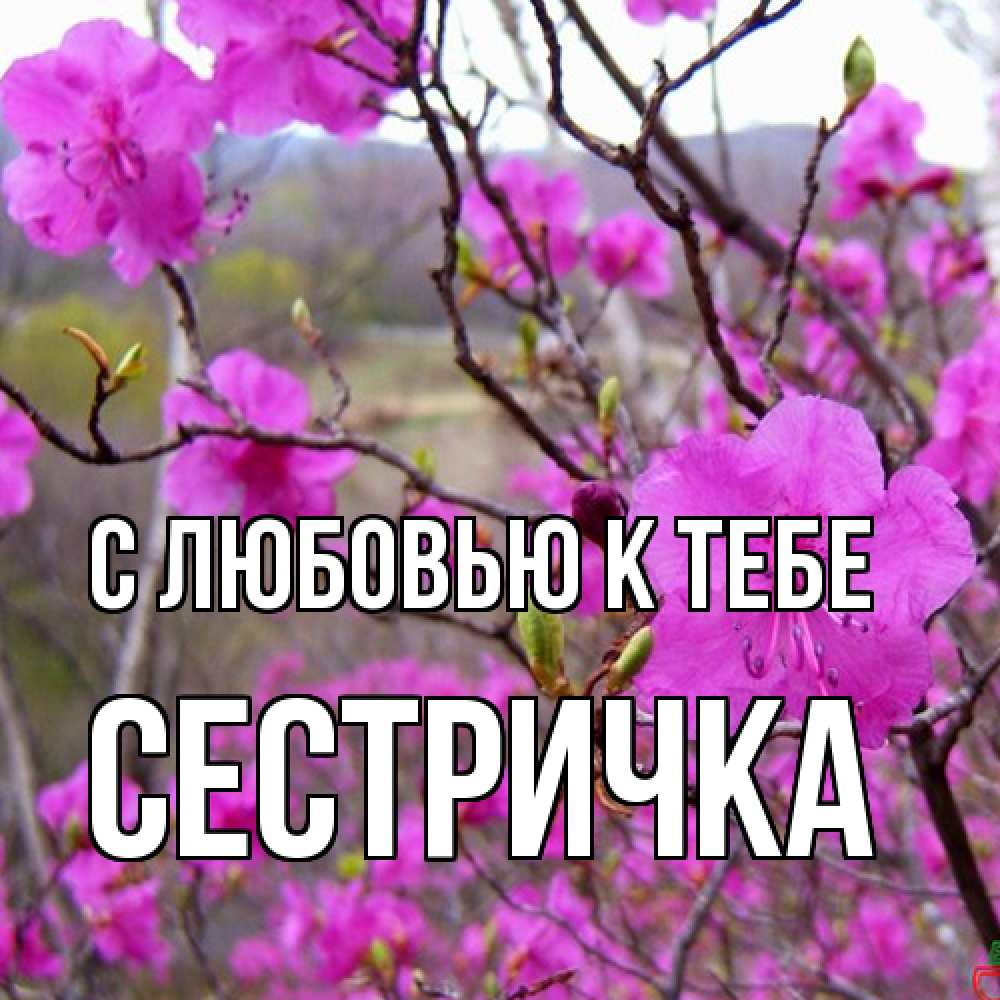 Открытка  с именем. Сестричка, С любовью к тебе  