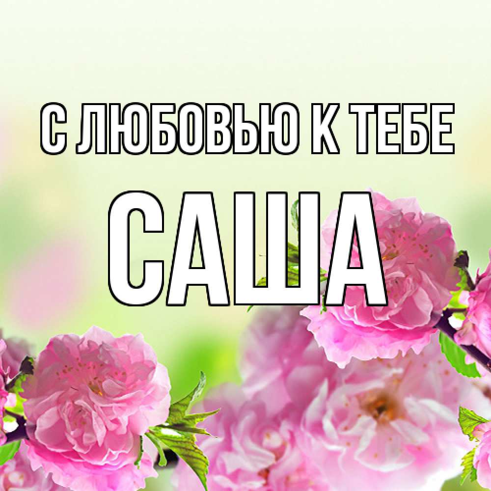 Открытка  с именем. Саша, С любовью к тебе  