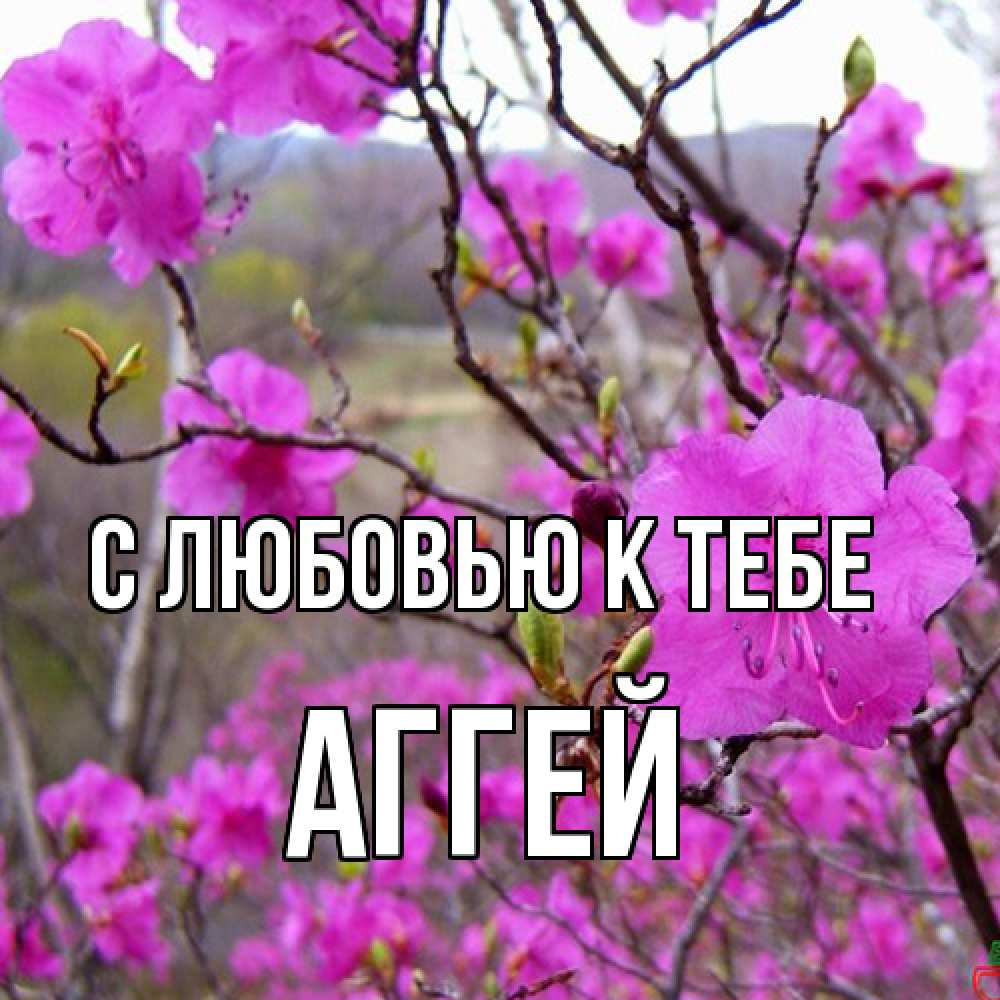 Открытка  с именем. Аггей, С любовью к тебе  