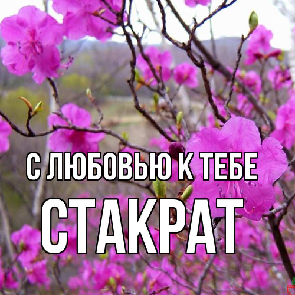 Открытка  с именем. Стакрат, С любовью к тебе  