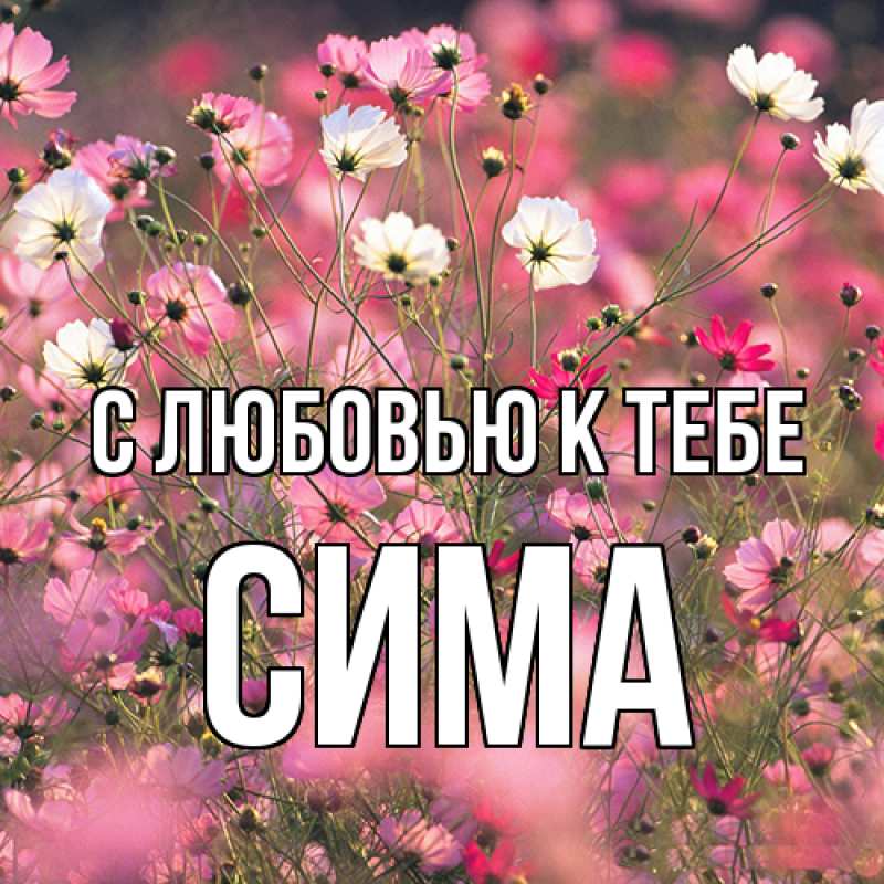 Картинка С любовью к тебе, Сима