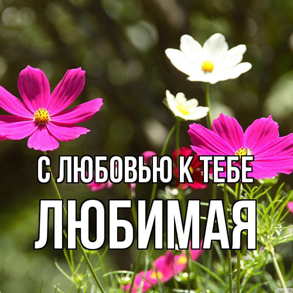 Открытка  с именем. Любимая, С любовью к тебе  
