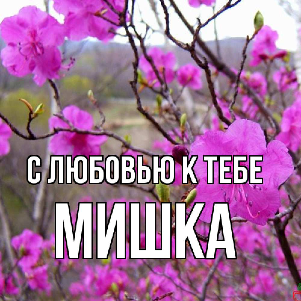 Открытка  с именем. Мишка, С любовью к тебе  