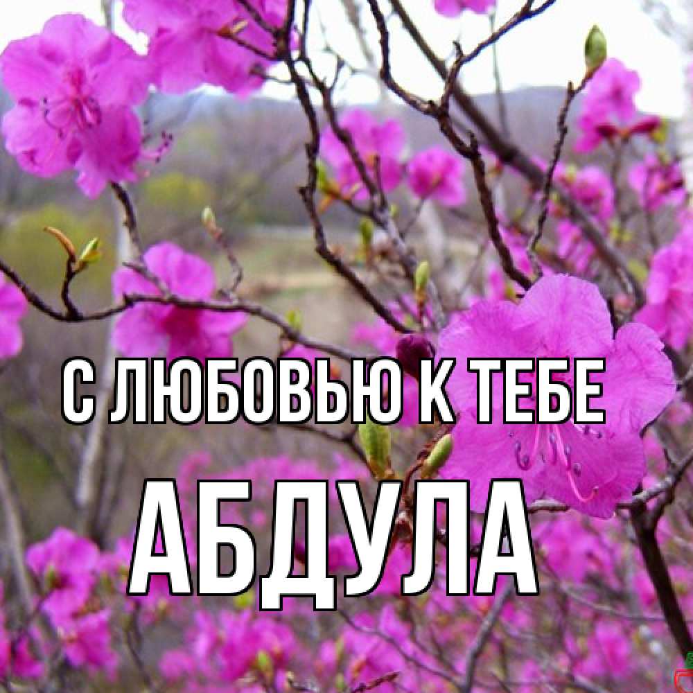 Открытка  с именем. Абдула, С любовью к тебе  