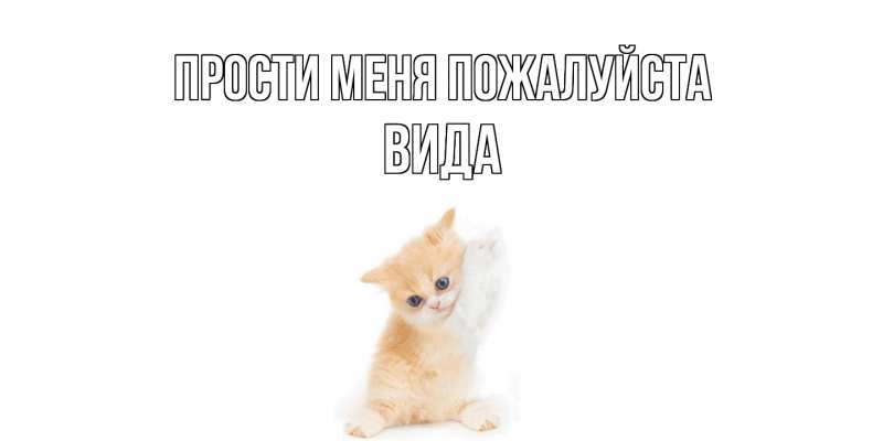 Картинка Прости меня пожалуйста, Вида