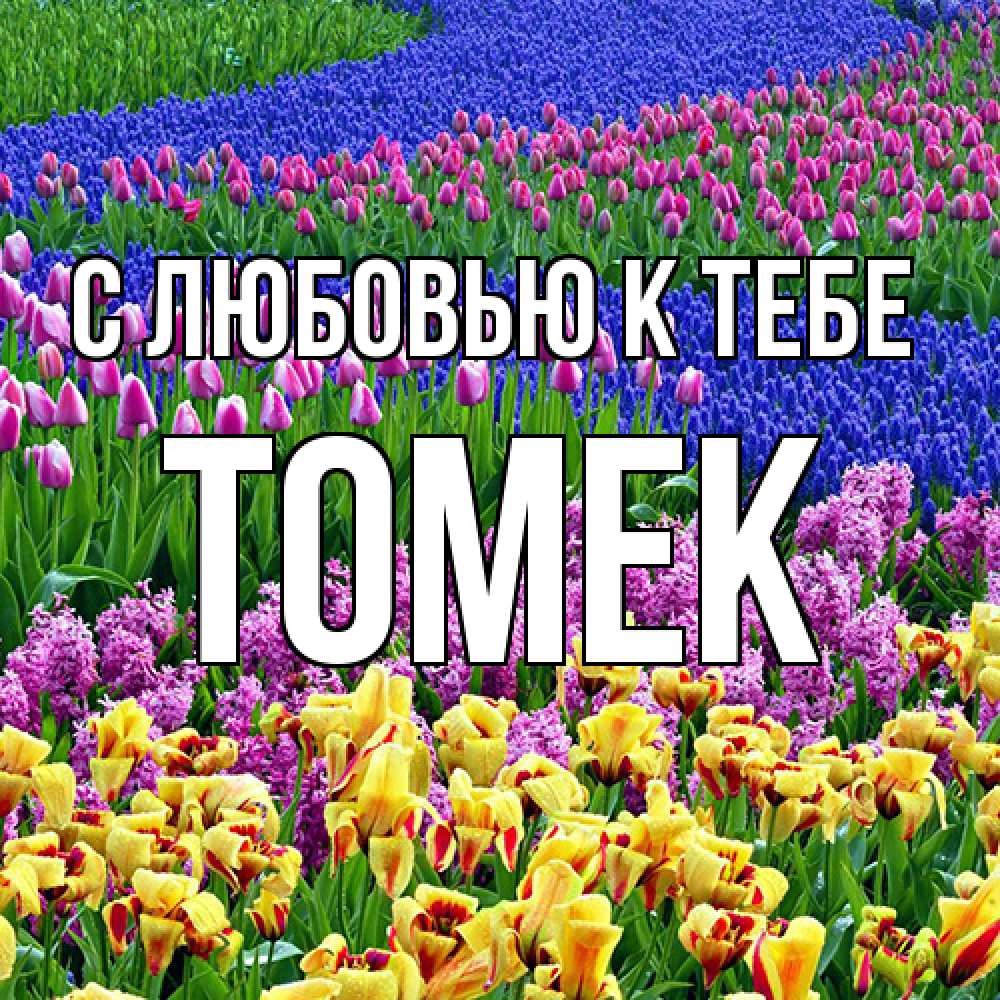 Открытка  с именем. Томек, С любовью к тебе  