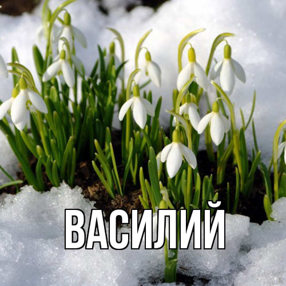 Открытка  с именем. Василий, Главная  