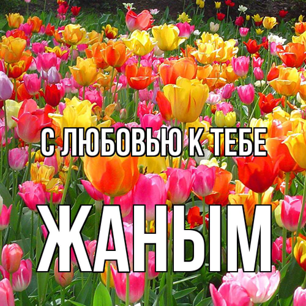 Открытка  с именем. Жаным, С любовью к тебе  