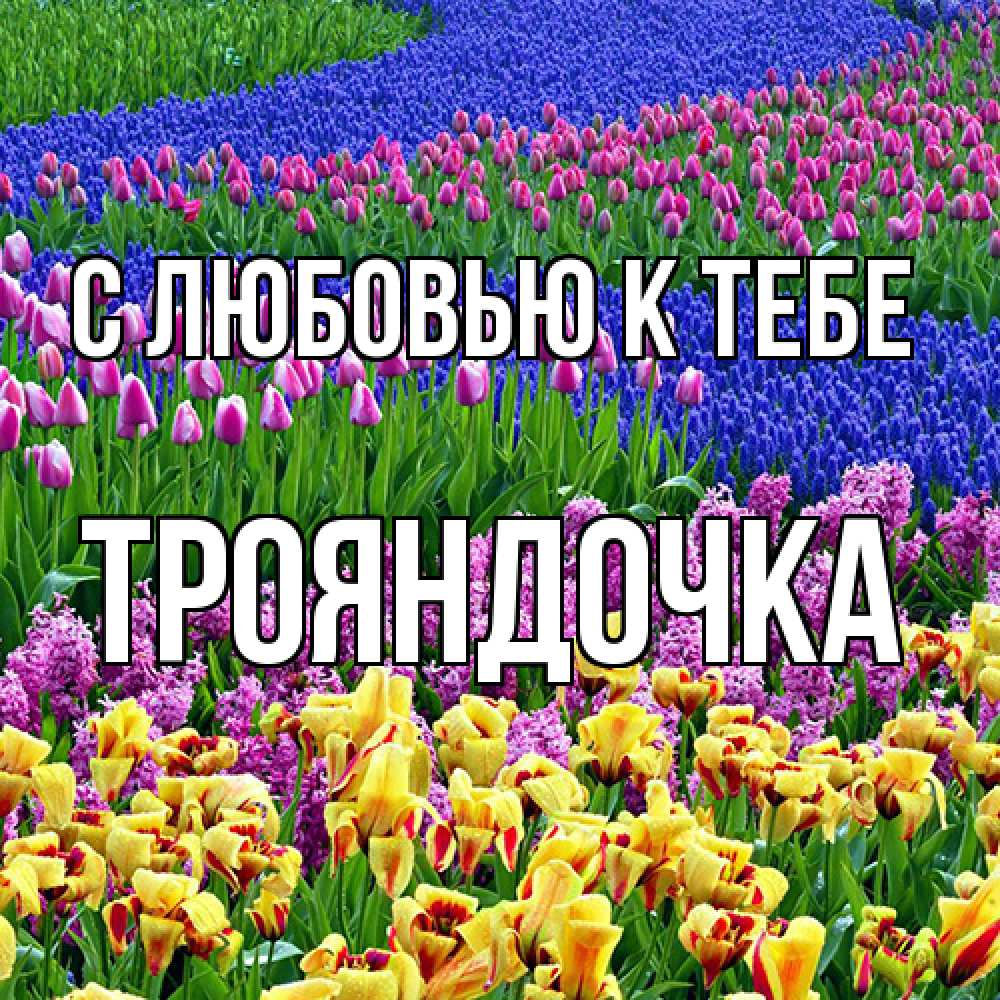 Открытка  с именем. Трояндочка, С любовью к тебе  