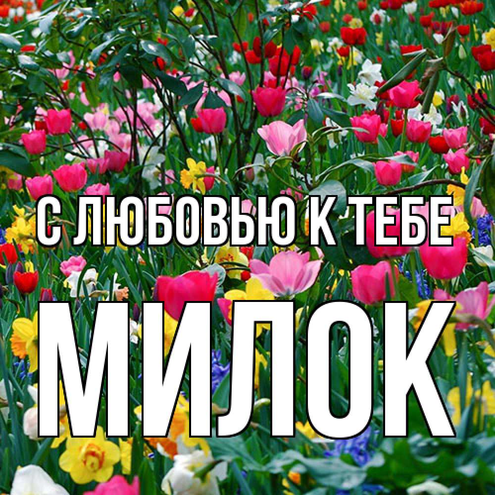 Открытка  с именем. Милок, С любовью к тебе  