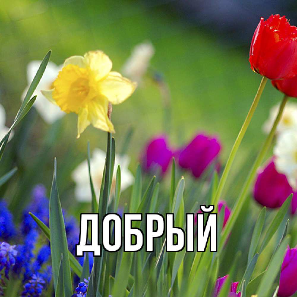 Открытка  с именем. Добрый, Главная  