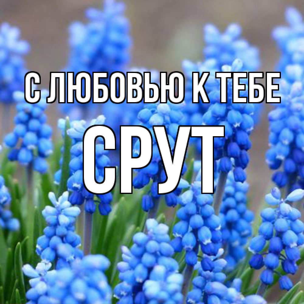 Открытка  с именем. срут, С любовью к тебе  
