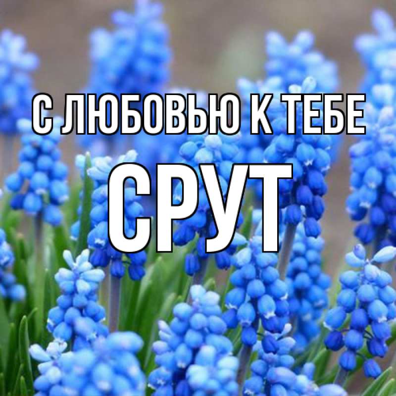 Картинка С любовью к тебе, срут