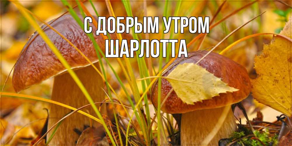 Открытка  с именем. Шарлотта, С добрым утром  