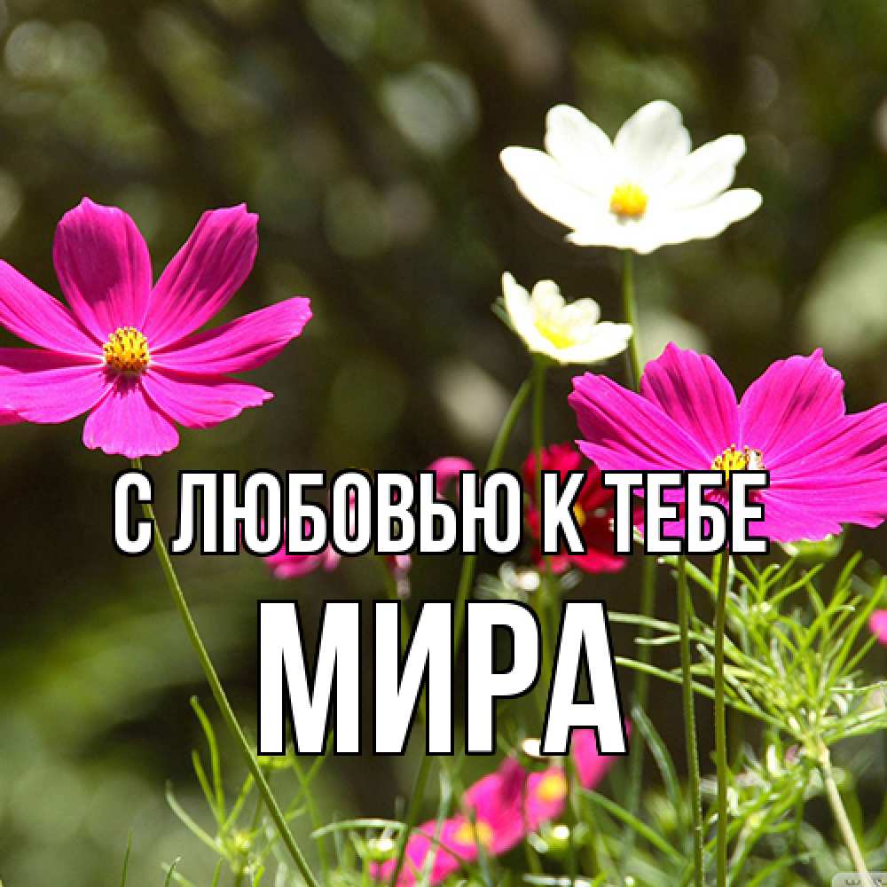 Открытка  с именем. Мира, С любовью к тебе  