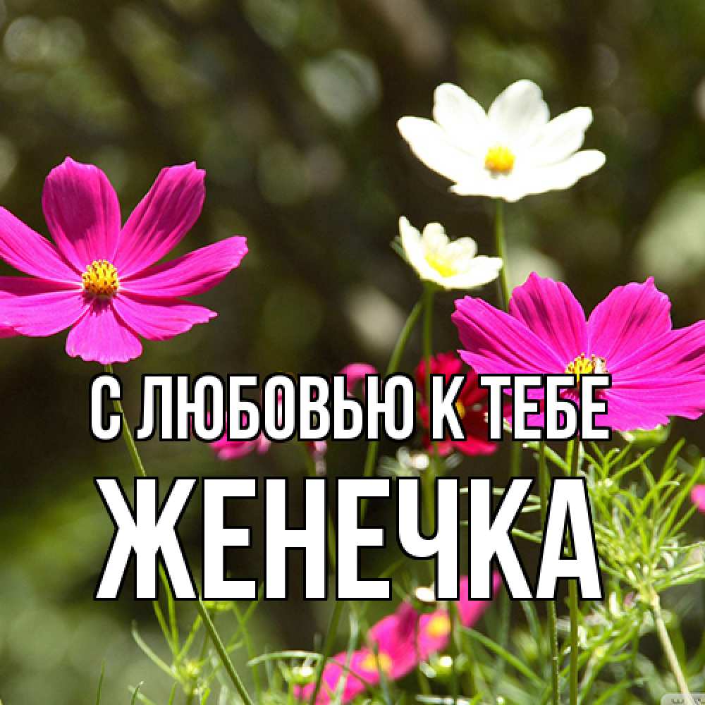 Открытка  с именем. Женечка, С любовью к тебе  