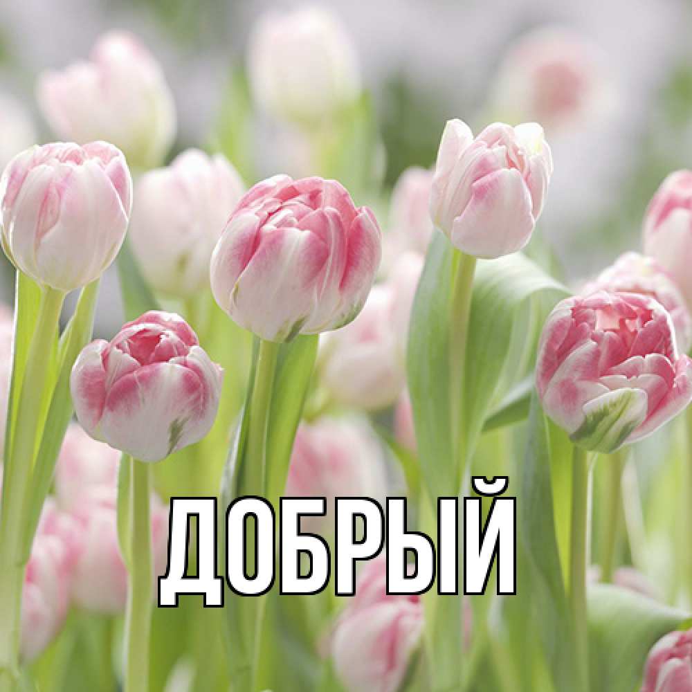 Открытка  с именем. Добрый, Главная  