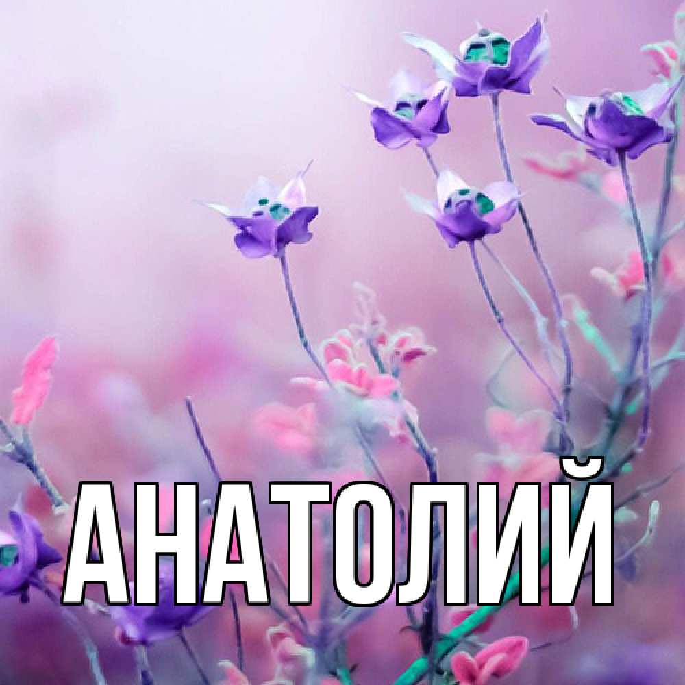 Открытка  с именем. Анатолий, Главная  