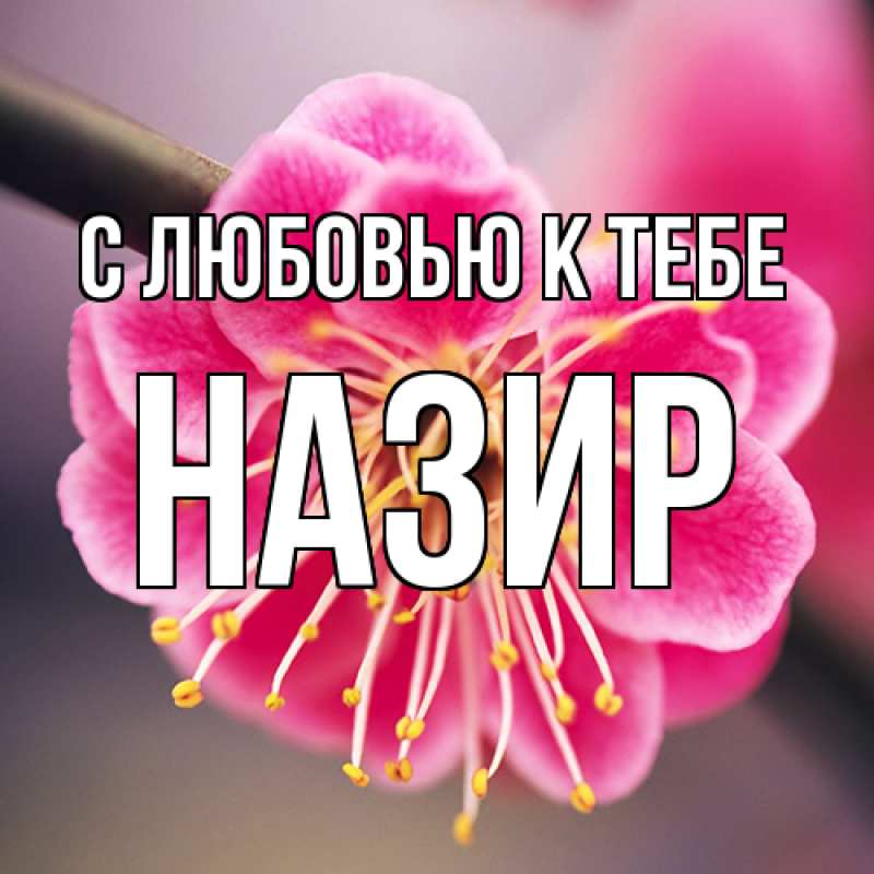 Картинка С любовью к тебе, Назир