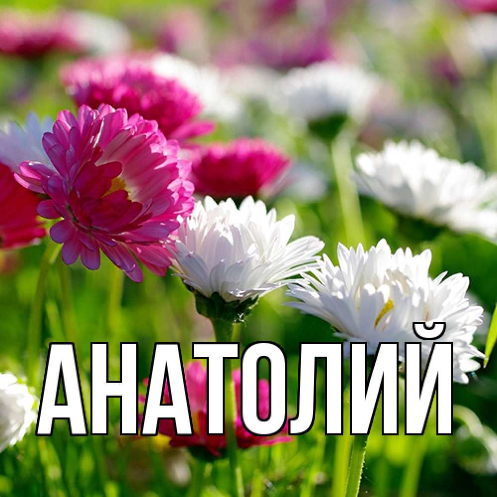 Открытка  с именем. Анатолий, Главная  