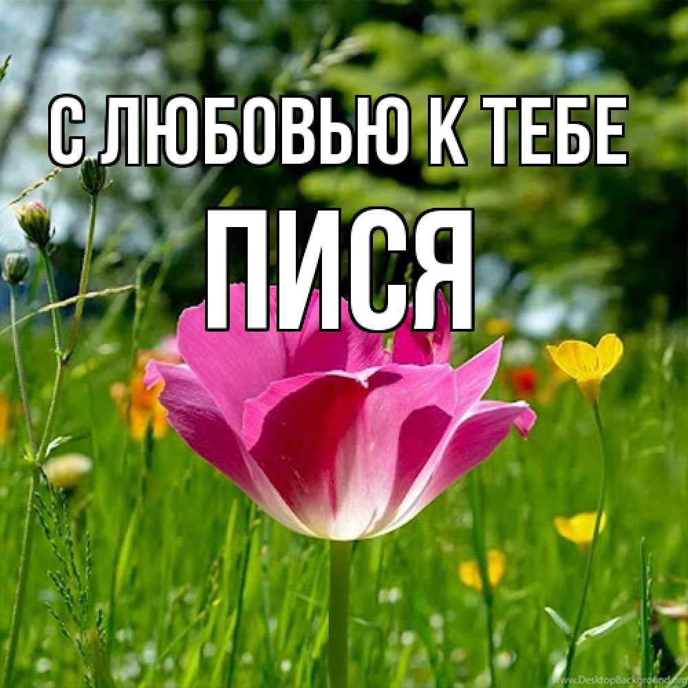 Открытка  с именем. пися, С любовью к тебе  