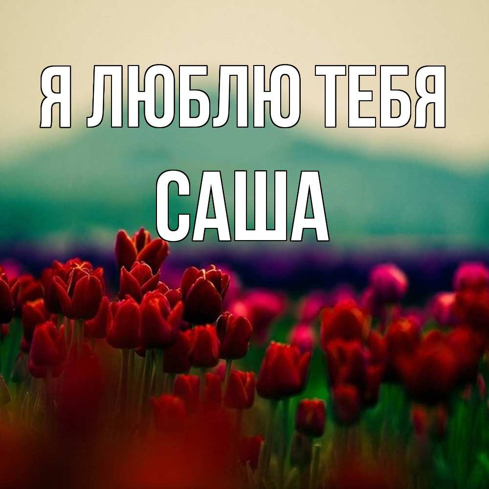 Открытка  с именем. Саша, Я люблю тебя  