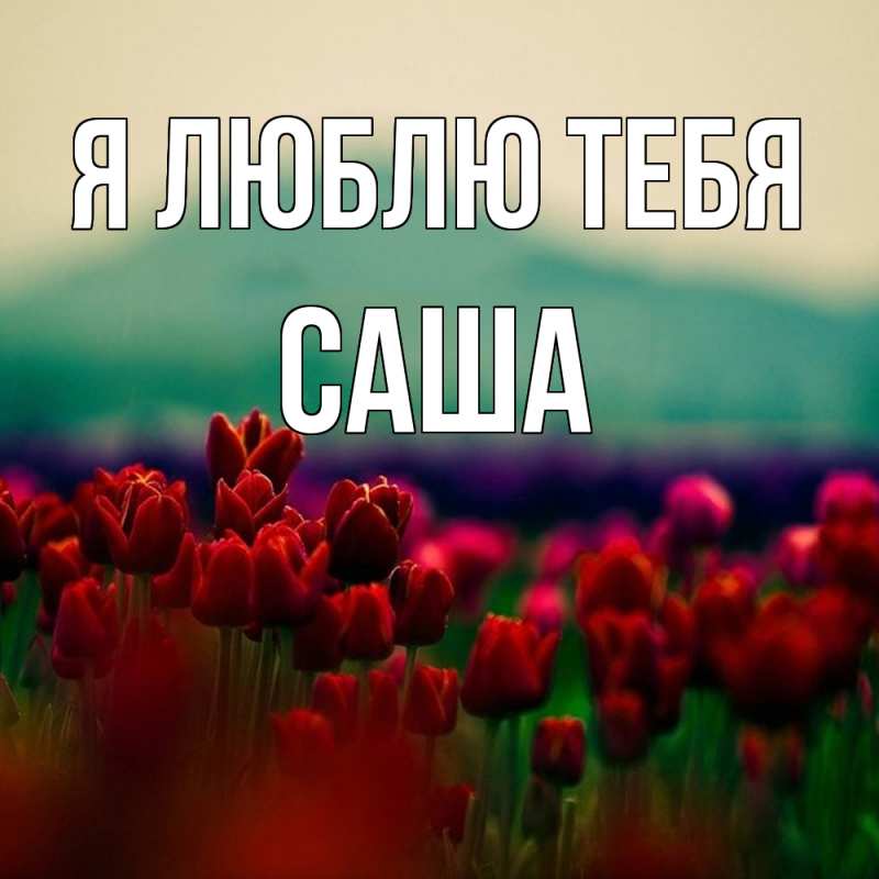 Картинка Я люблю тебя, Саша
