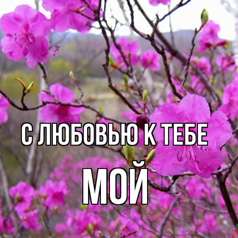 Открытка  с именем. Мой, С любовью к тебе  