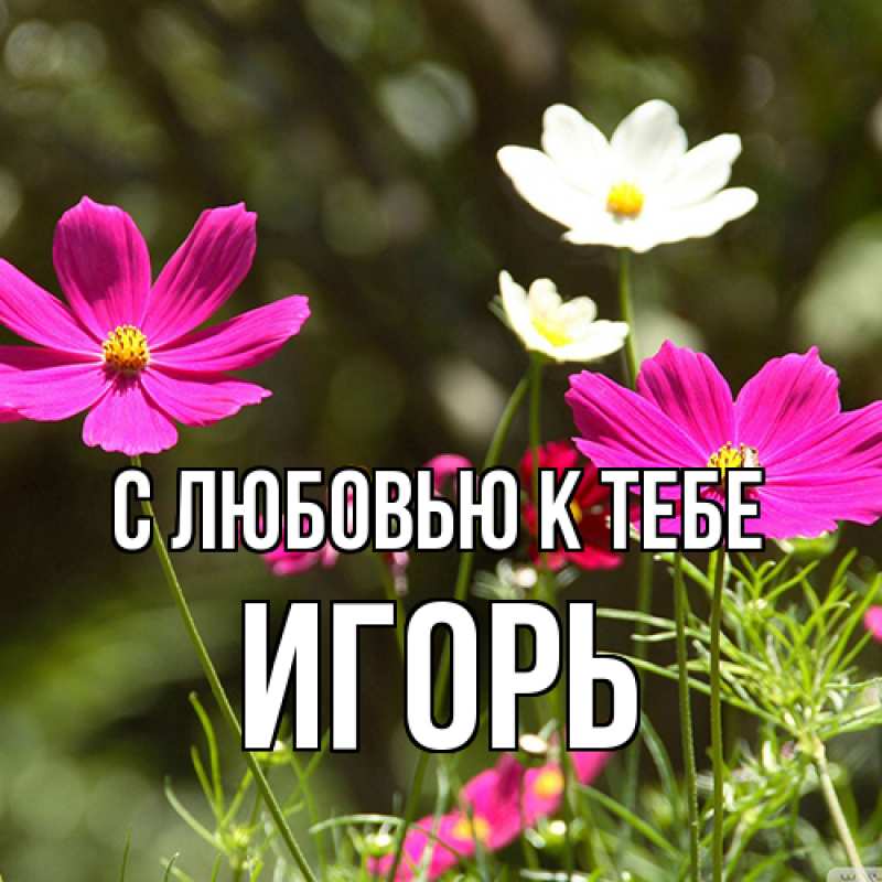 Картинка С любовью к тебе, Игорь
