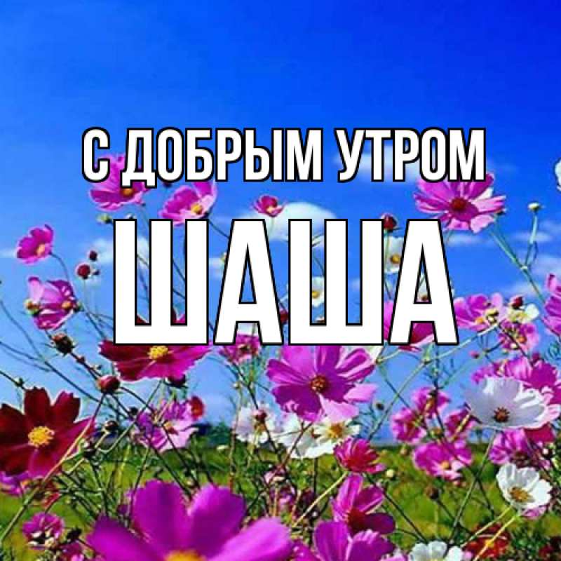 Картинка С добрым утром, Шаша