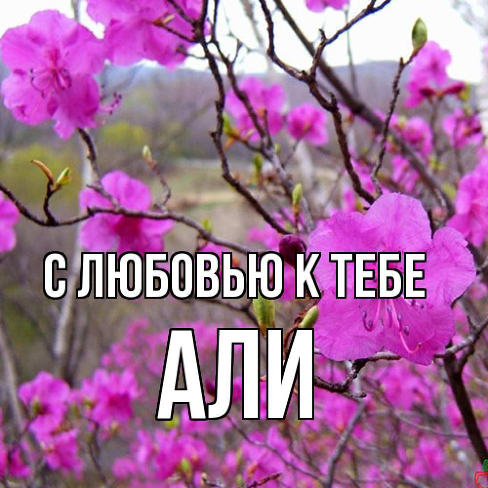 Открытка  с именем. Али, С любовью к тебе  